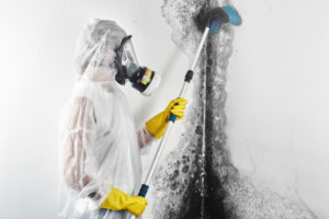 Why to Hire Mold Removal Services