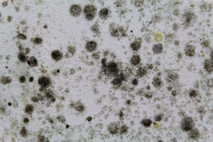 How to Keep Mold From Developing On Your Carpeting